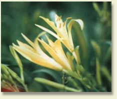 huanghua.jpg (22582 �ֽ�)