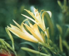 huangha.jpg (20439 �ֽ�)