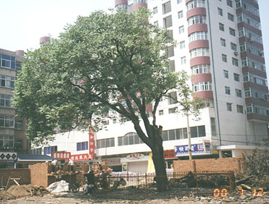 2-cai-1.jpg (55995 �ֽ�)