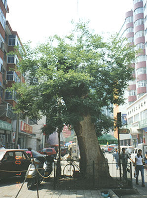 2-cai-2.jpg (52116 �ֽ�)