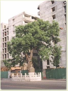 hu02.jpg (44434 �ֽ�)