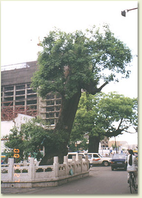 lx01.jpg (52537 �ֽ�)