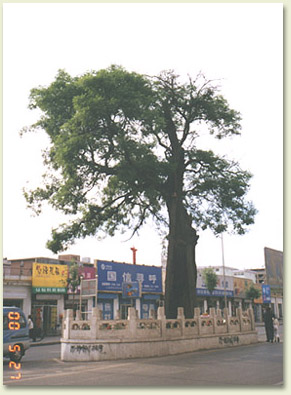 qiang02.jpg (47051 �ֽ�)