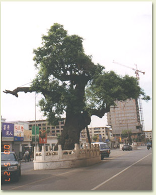 qiang03.jpg (40967 �ֽ�)