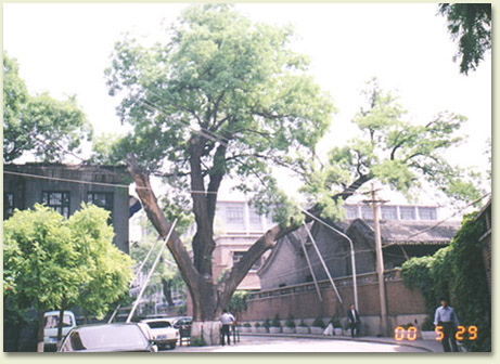 shenfu.jpg (71266 �ֽ�)