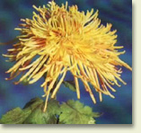 jh.jpg (25730 �ֽ�)