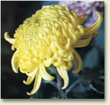 jh7.jpg (22498 �ֽ�)