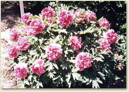 md01.jpg (77413 �ֽ�)