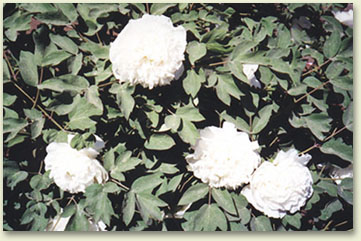 md02.jpg (46435 �ֽ�)