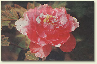 md06.jpg (27746 �ֽ�)